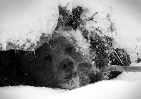 Иллюстрация к книге — Седьмого не стрелять (сборник) [i_004.jpg]