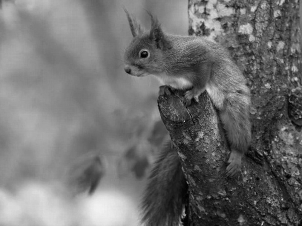 Иллюстрация к книге — Седьмого не стрелять (сборник) [i_006.jpg]