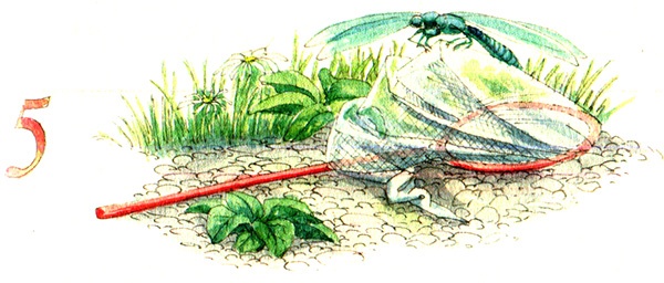 Иллюстрация к книге — Тайна жемчужной бухты [i_008.jpg]