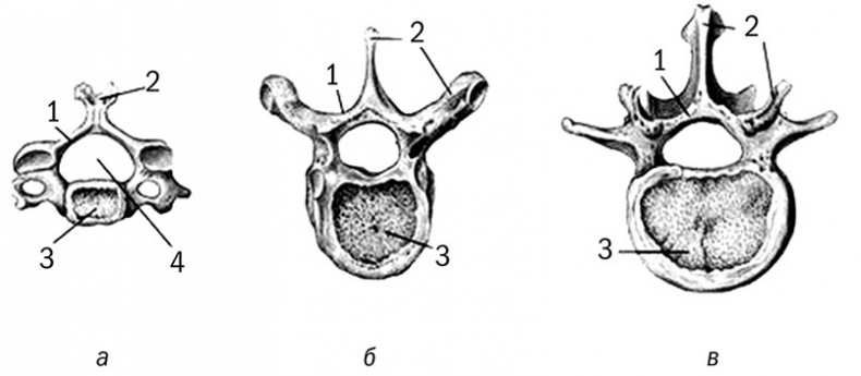 Иллюстрация к книге — Здоровый позвоночник [i_002.jpg]