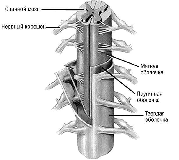 Иллюстрация к книге — Здоровый позвоночник [i_005.jpg]