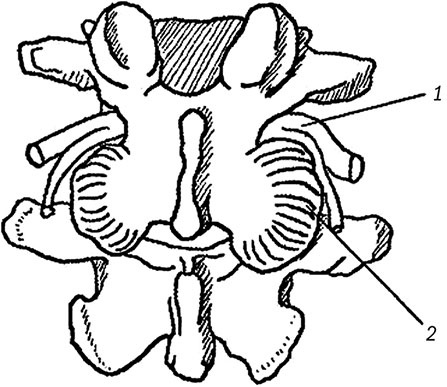 Иллюстрация к книге — Здоровый позвоночник [i_020.jpg]