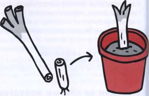 Иллюстрация к книге — Маленькие японские хитрости [i_027.jpg]