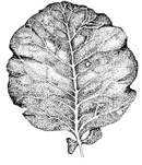 Иллюстрация к книге — Состав. Как нас обманывают производители продуктов питания [i_019.jpg]