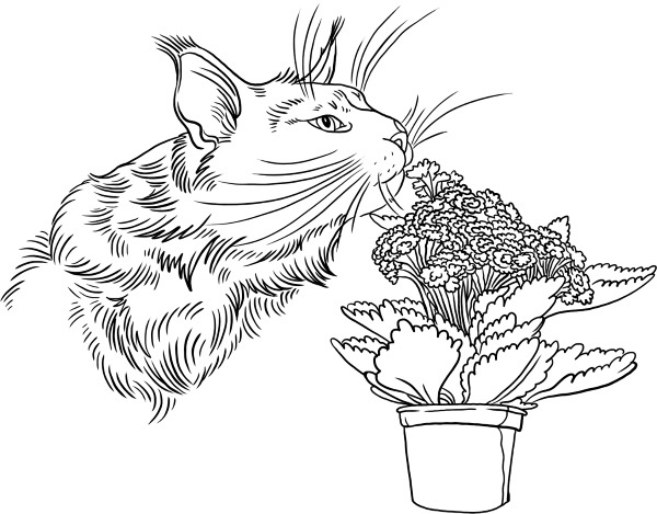 Иллюстрация к книге — О людях, котах и маленьких собаках [i_043.jpg]