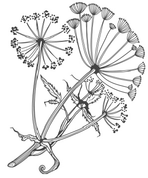 Иллюстрация к книге — Самая полная книга разумно ленивого дачника. Секреты легкого урожая [i_016.jpg]