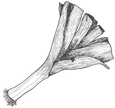 Иллюстрация к книге — Самая полная книга разумно ленивого дачника. Секреты легкого урожая [i_019.jpg]