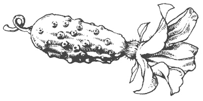 Иллюстрация к книге — Самая полная книга разумно ленивого дачника. Секреты легкого урожая [i_026.jpg]
