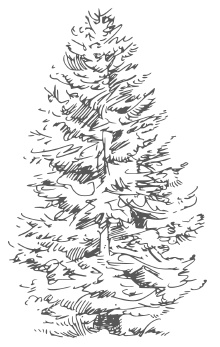 Иллюстрация к книге — Самая полная книга разумно ленивого дачника. Секреты легкого урожая [i_069.jpg]