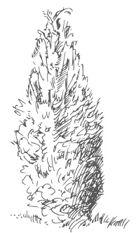 Иллюстрация к книге — Самая полная книга разумно ленивого дачника. Секреты легкого урожая [i_071.jpg]