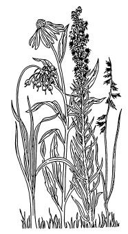 Иллюстрация к книге — Самая полная книга разумно ленивого дачника. Секреты легкого урожая [i_077.jpg]