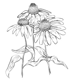 Иллюстрация к книге — Самая полная книга разумно ленивого дачника. Секреты легкого урожая [i_079.jpg]