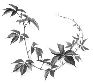 Иллюстрация к книге — Самая полная книга разумно ленивого дачника. Секреты легкого урожая [i_087.jpg]