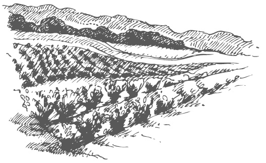 Иллюстрация к книге — Самая полная книга разумно ленивого дачника. Секреты легкого урожая [i_095.jpg]