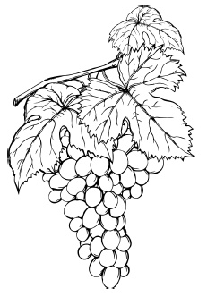 Иллюстрация к книге — Самая полная книга разумно ленивого дачника. Секреты легкого урожая [i_106.jpg]