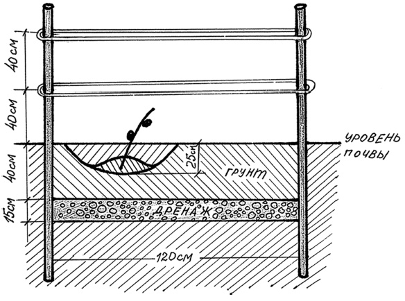 Иллюстрация к книге — Самая полная книга разумно ленивого дачника. Секреты легкого урожая [i_108.jpg]