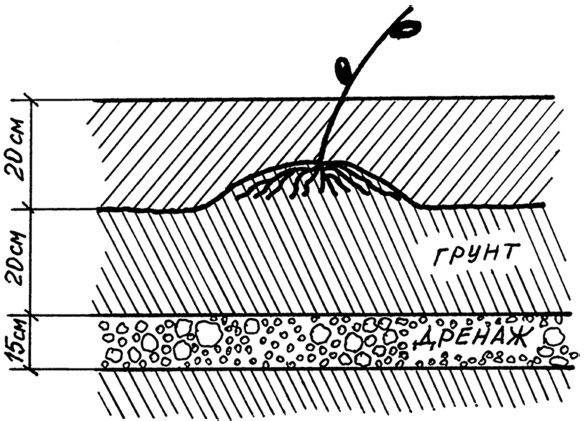 Иллюстрация к книге — Самая полная книга разумно ленивого дачника. Секреты легкого урожая [i_111.jpg]