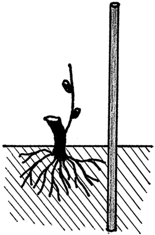 Иллюстрация к книге — Самая полная книга разумно ленивого дачника. Секреты легкого урожая [i_114.jpg]