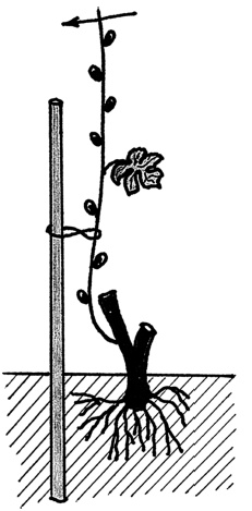 Иллюстрация к книге — Самая полная книга разумно ленивого дачника. Секреты легкого урожая [i_115.jpg]