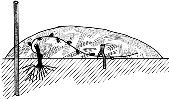 Иллюстрация к книге — Самая полная книга разумно ленивого дачника. Секреты легкого урожая [i_116.jpg]
