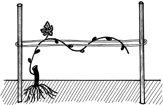 Иллюстрация к книге — Самая полная книга разумно ленивого дачника. Секреты легкого урожая [i_117.jpg]