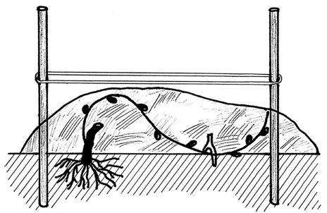 Иллюстрация к книге — Самая полная книга разумно ленивого дачника. Секреты легкого урожая [i_120.jpg]