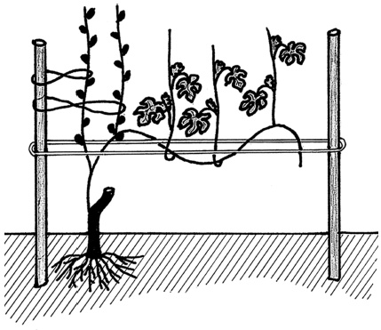 Иллюстрация к книге — Самая полная книга разумно ленивого дачника. Секреты легкого урожая [i_121.jpg]