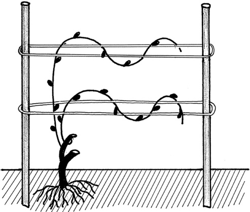 Иллюстрация к книге — Самая полная книга разумно ленивого дачника. Секреты легкого урожая [i_122.jpg]