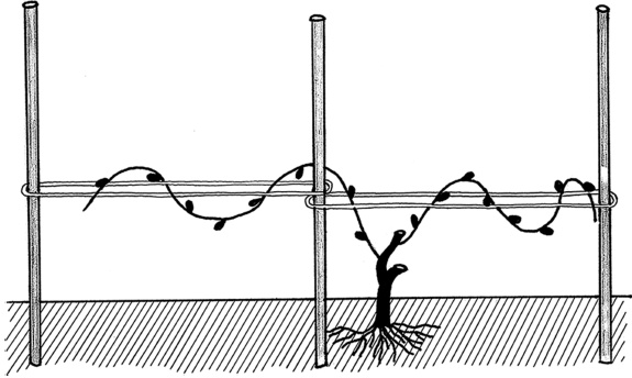 Иллюстрация к книге — Самая полная книга разумно ленивого дачника. Секреты легкого урожая [i_123.jpg]