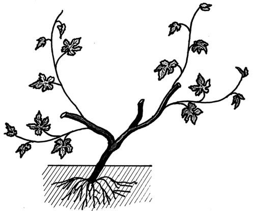 Иллюстрация к книге — Самая полная книга разумно ленивого дачника. Секреты легкого урожая [i_130.jpg]