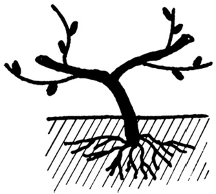 Иллюстрация к книге — Самая полная книга разумно ленивого дачника. Секреты легкого урожая [i_132.jpg]