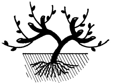 Иллюстрация к книге — Самая полная книга разумно ленивого дачника. Секреты легкого урожая [i_134.jpg]