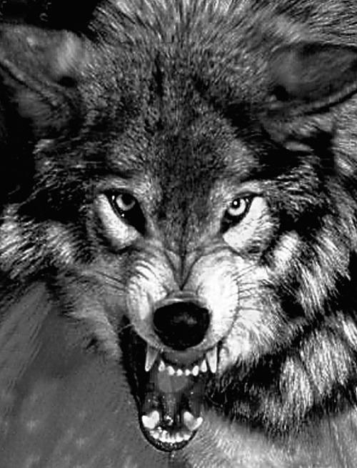 Иллюстрация к книге — Капитан госбезопасности. Линия Маннергейма [i_001.jpg]