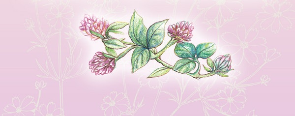 Иллюстрация к книге — Тайна гранатовых зерен [i_010.jpg]