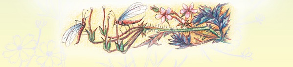 Иллюстрация к книге — Тайна гранатовых зерен [i_033.jpg]