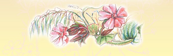 Иллюстрация к книге — Тайна гранатовых зерен [i_046.jpg]