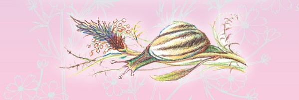 Иллюстрация к книге — Тайна гранатовых зерен [i_053.jpg]