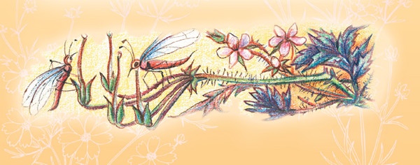 Иллюстрация к книге — Тайна гранатовых зерен [i_060.jpg]