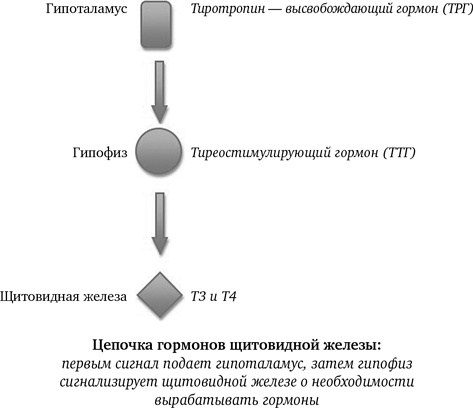 Иллюстрация к книге — Синдром белки в колесе: Как сохранить здоровье и сберечь нервы в мире бесконечных дел [i_006.jpg]