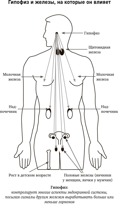 Иллюстрация к книге — Синдром белки в колесе: Как сохранить здоровье и сберечь нервы в мире бесконечных дел [i_007.jpg]