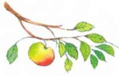 Иллюстрация к книге — Пять забавных медвежат [i_033.jpg]