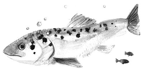 Иллюстрация к книге — Вечный Тук [i_072.jpg]