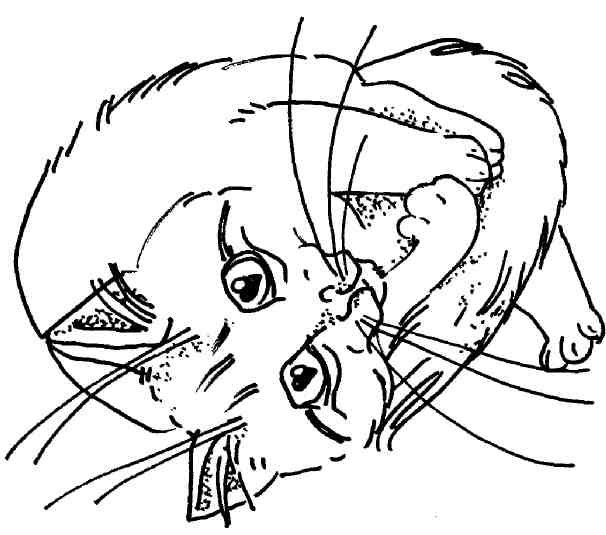 Иллюстрация к книге — Кошки как дети [i_005.jpg]