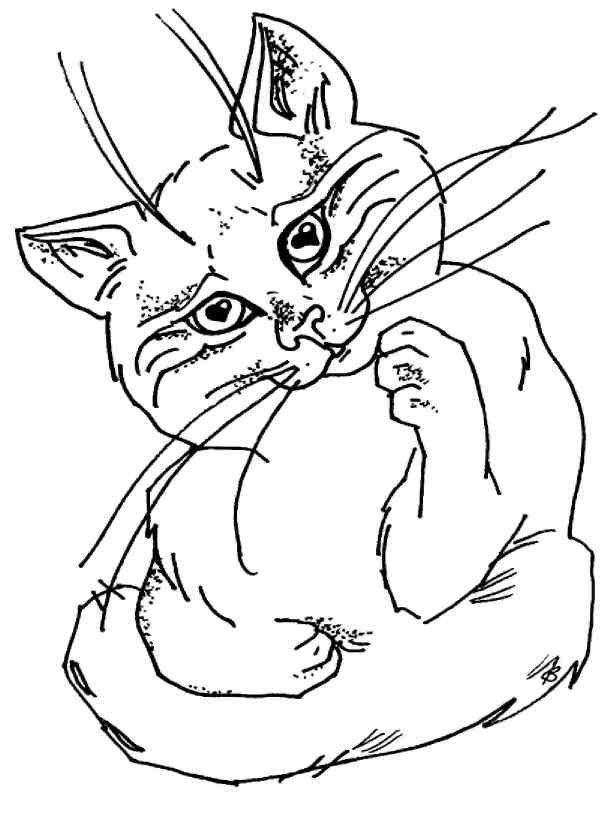 Иллюстрация к книге — Кошки как дети [i_011.jpg]