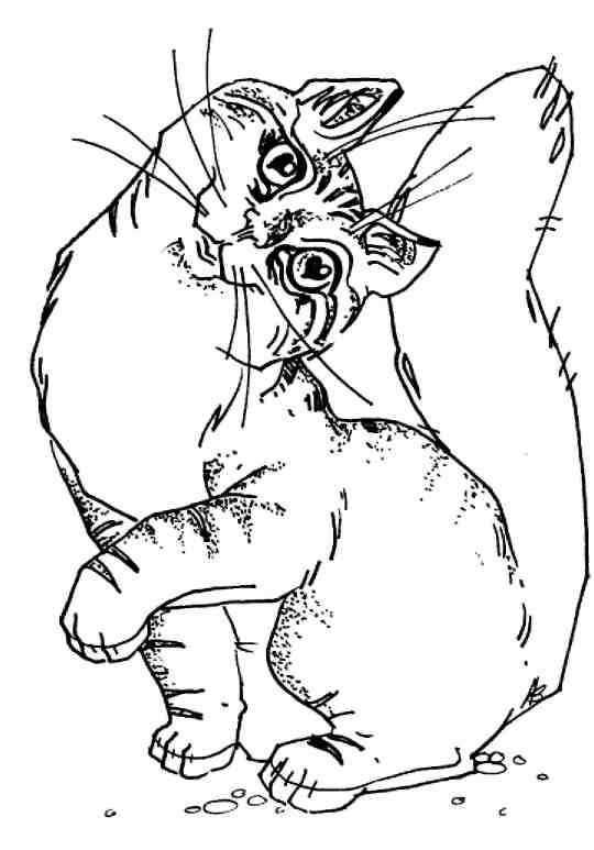 Иллюстрация к книге — Кошки как дети [i_019.jpg]