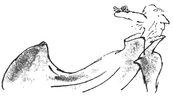 Иллюстрация к книге — БДВ, или Большой и Добрый Великан [i_049.jpg]