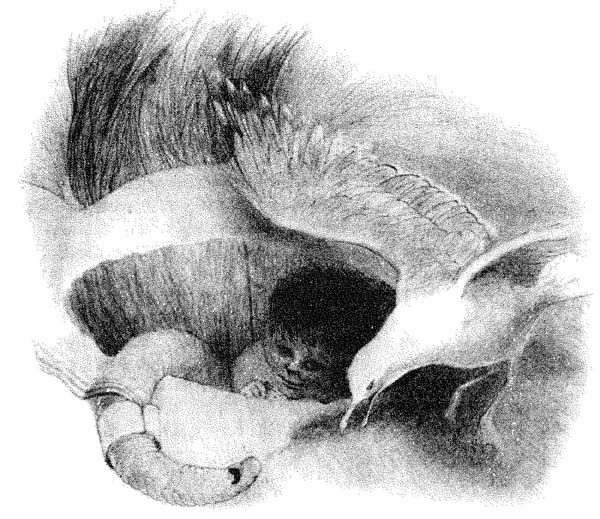 Иллюстрация к книге — Детские бестселлеры [i_014.jpg]