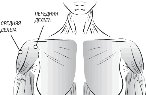 Иллюстрация к книге — Тоньше, Суше, Сильнее. Простая наука о построении женского тела [_49.jpg]