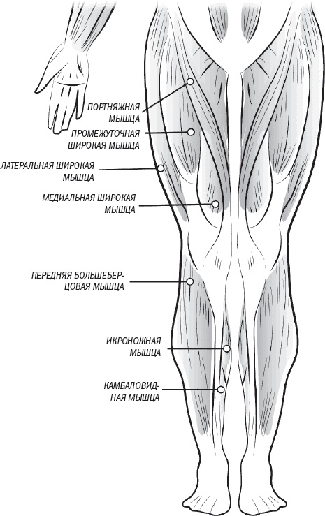 Иллюстрация к книге — Тоньше, Суше, Сильнее. Простая наука о построении женского тела [_51.jpg]