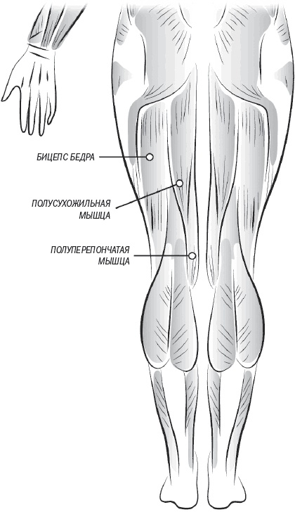 Иллюстрация к книге — Тоньше, Суше, Сильнее. Простая наука о построении женского тела [_52.jpg]